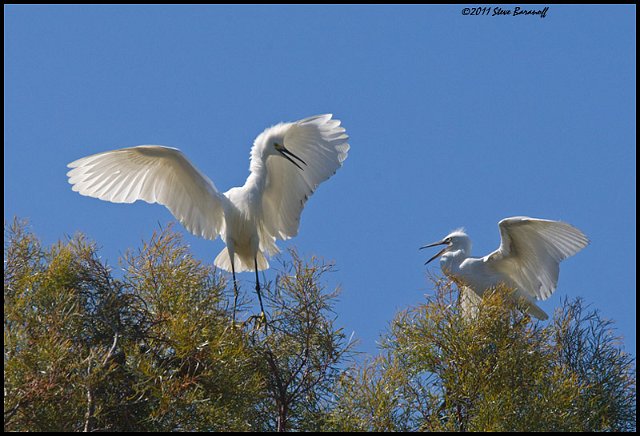 _1SB5522 snowy egret and fledge.jpg